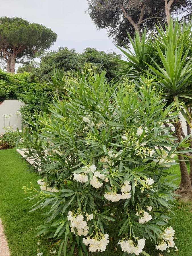 Sole D'Oro Iun S4354 Bed & Breakfast La Maddalena  Dış mekan fotoğraf